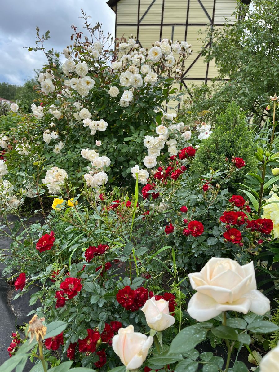     Здоровый сад - счастливая хозяйка😁