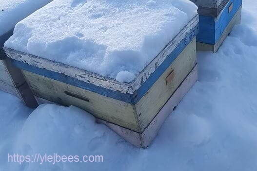 Снегом засыпало даже верхний круглый леток