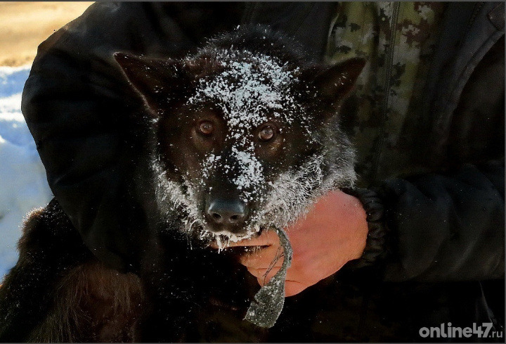 фото: Валентин Илюшин/Online47