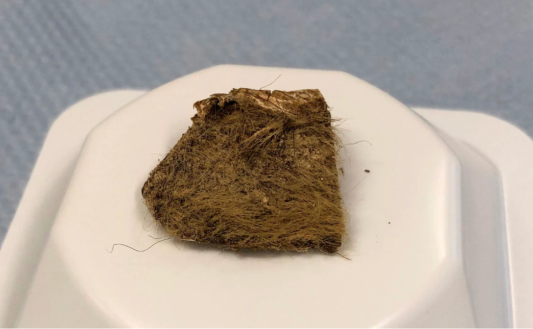 Ткань  шерстистого носорога, из которой выделили ДНК. Фото: Love Dalén. Источник: livescience.com