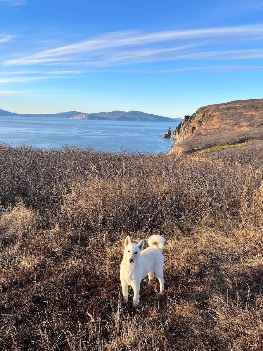    Остров Спафарьева. Источник: предоставлено "Толку" героиней публикации