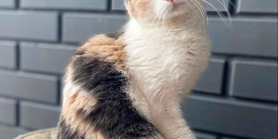 Хозяйка собрала вещи. И они оказались важнее её кошечки.