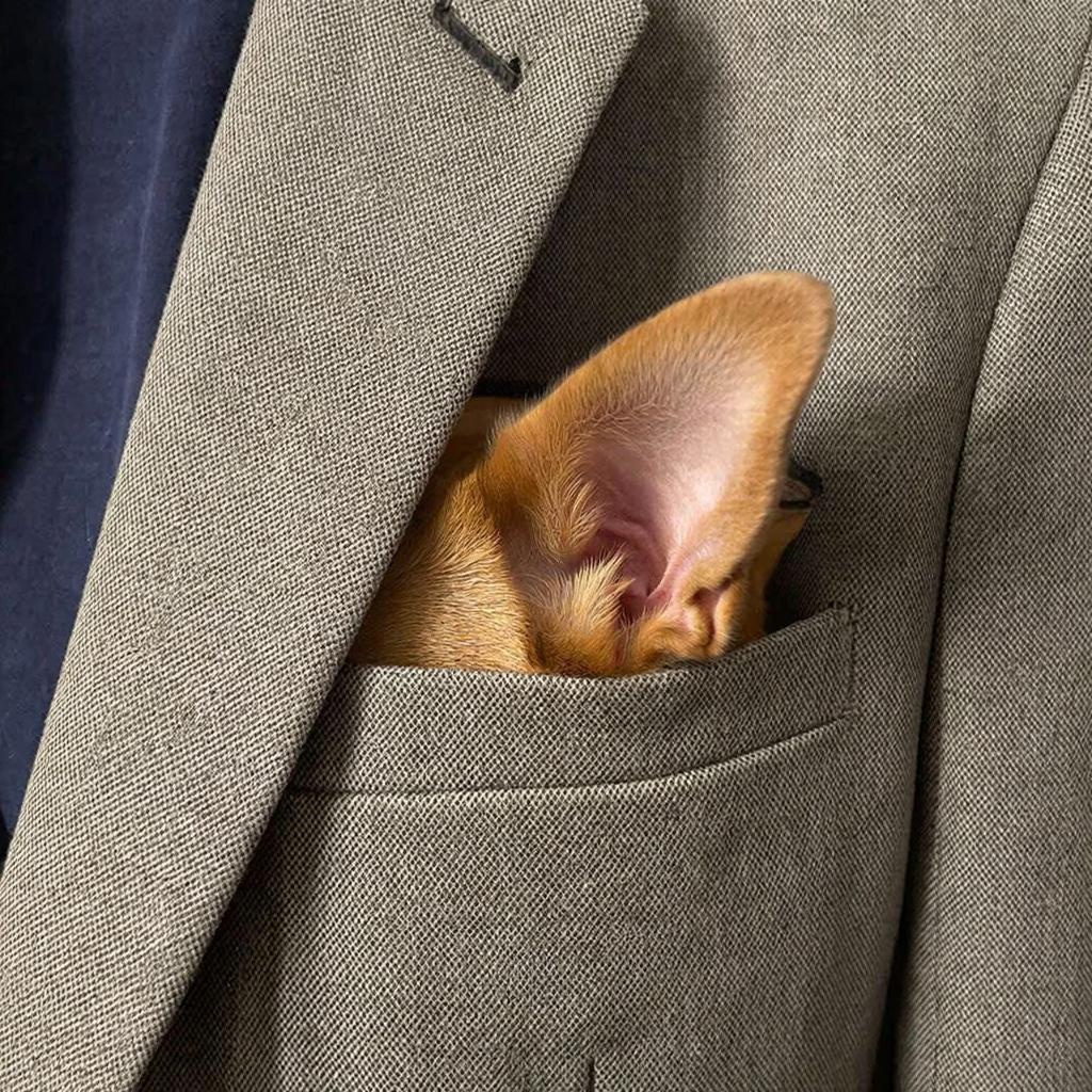 Вы когда-нибудь задумывались, а что это за складка на ушах у моего питомца, для чего она и как появилась?