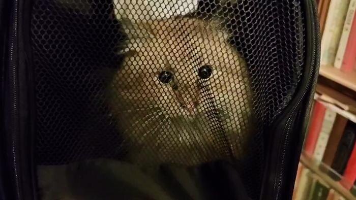 Спасённый кот. Обложка © Telegram / Кошкиспас