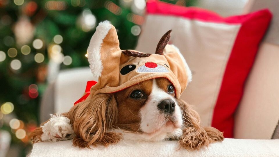    Собака. Новый год. Источник: unsplash.com