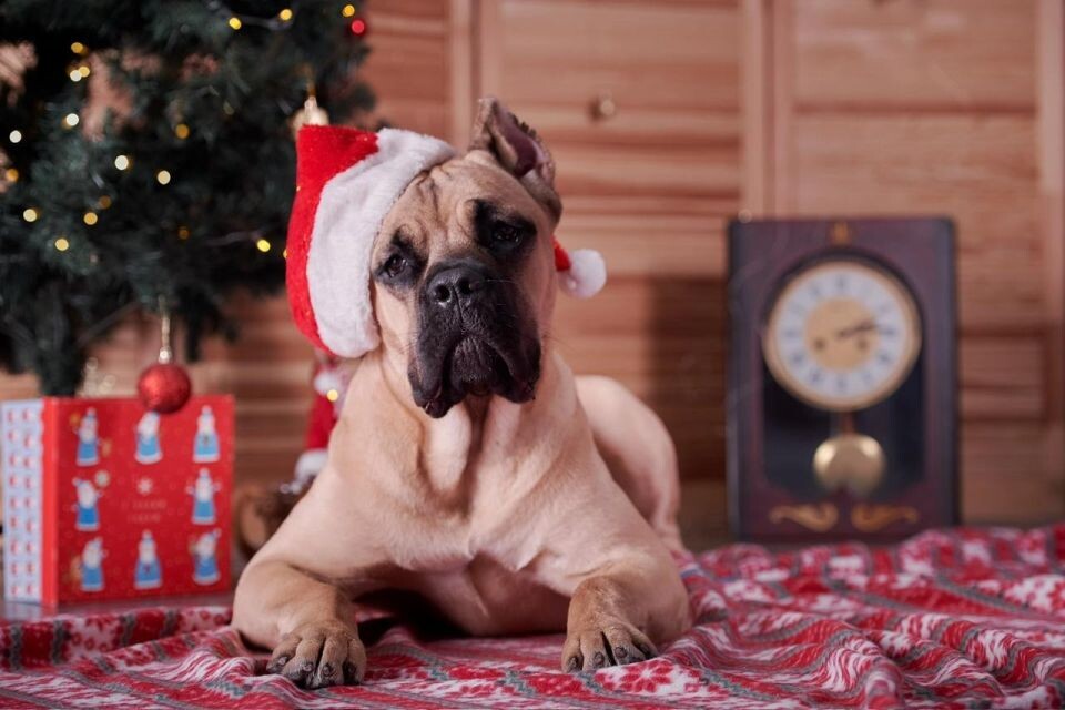    Авиор`с Блэйз Светская Львица, итальянский кане-корсо - №1. Источник: Предоставлено "Толку"