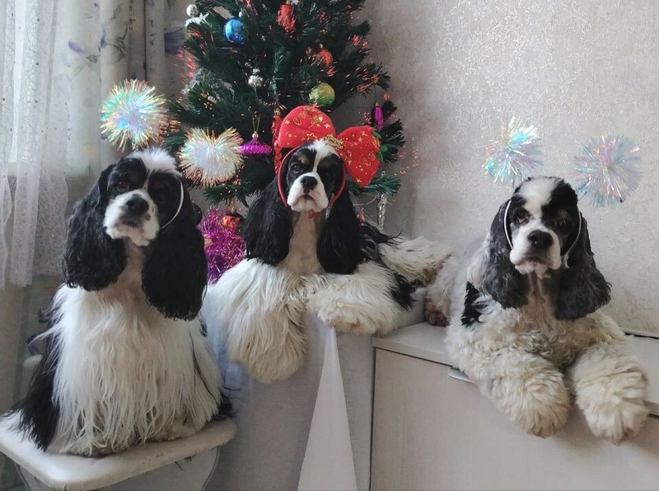    Американский кокер-спаниель Каталея, Фрея, Элли - №2. Источник: Предоставлено "Толку"