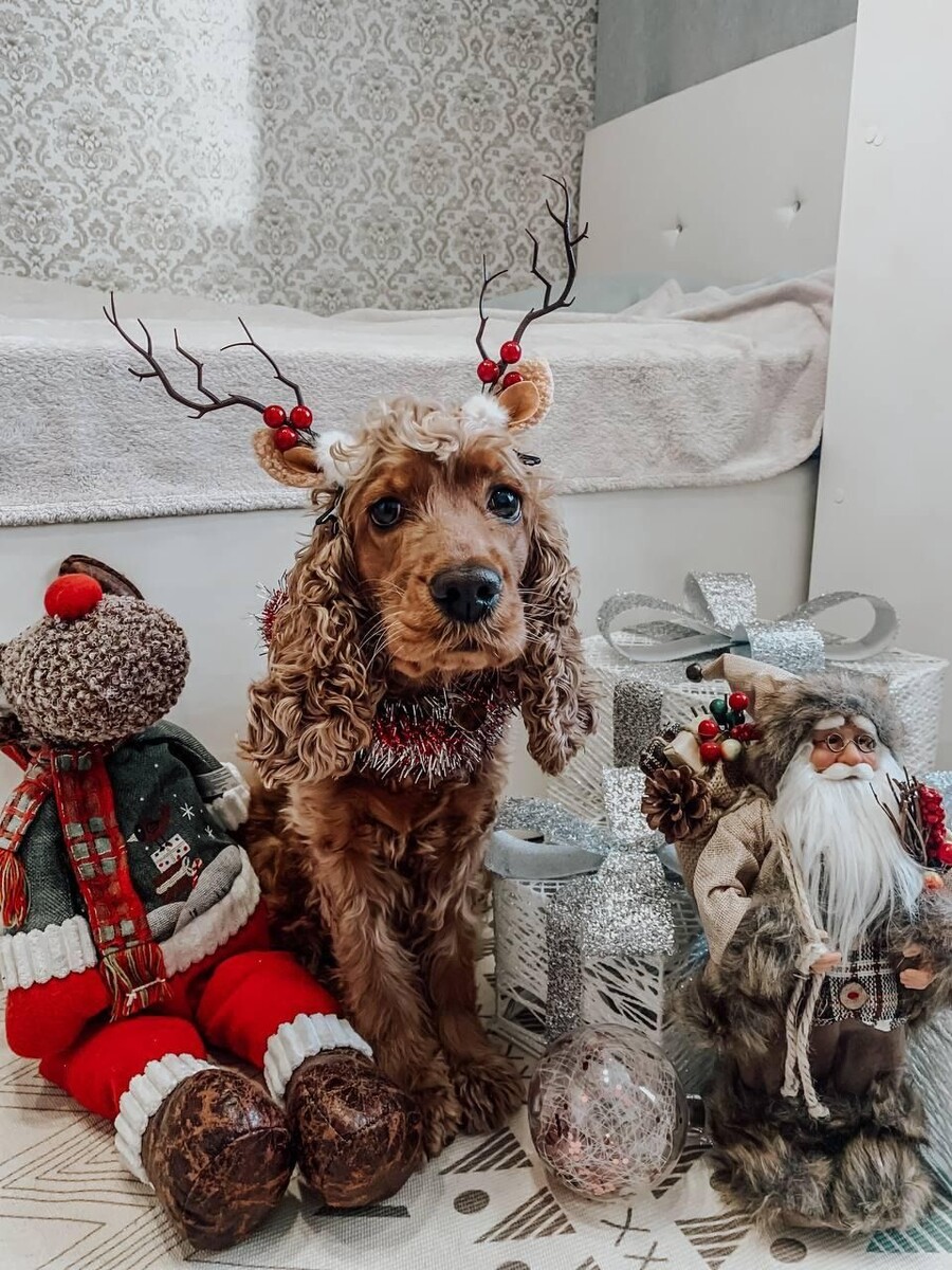    Английский кокер-спаниель Мия - №3. Источник: Предоставлено "Толку"