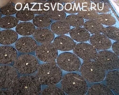 Удачные дни для посадки сладкого и острого перца на рассаду в январе 2026 года