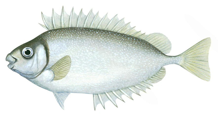 Siganus fuscescens