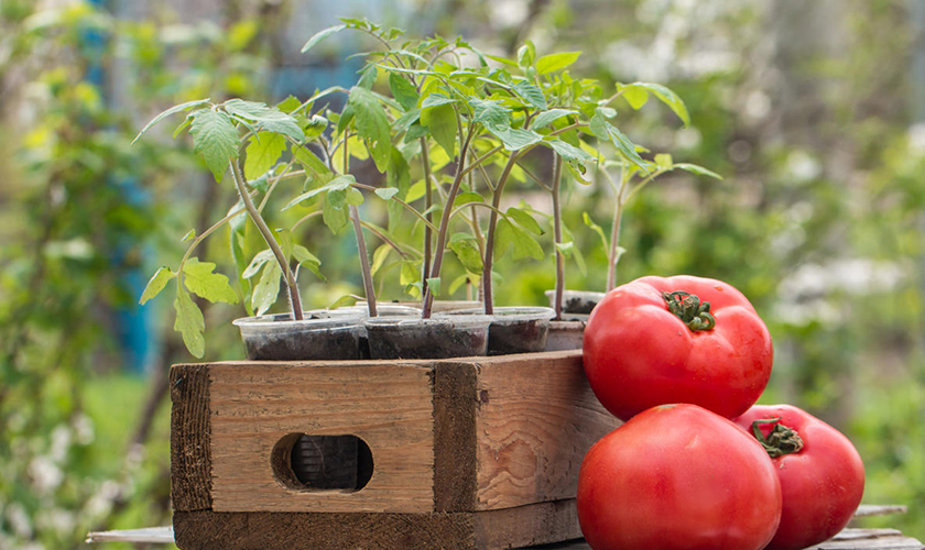 Яндекс. Картинки