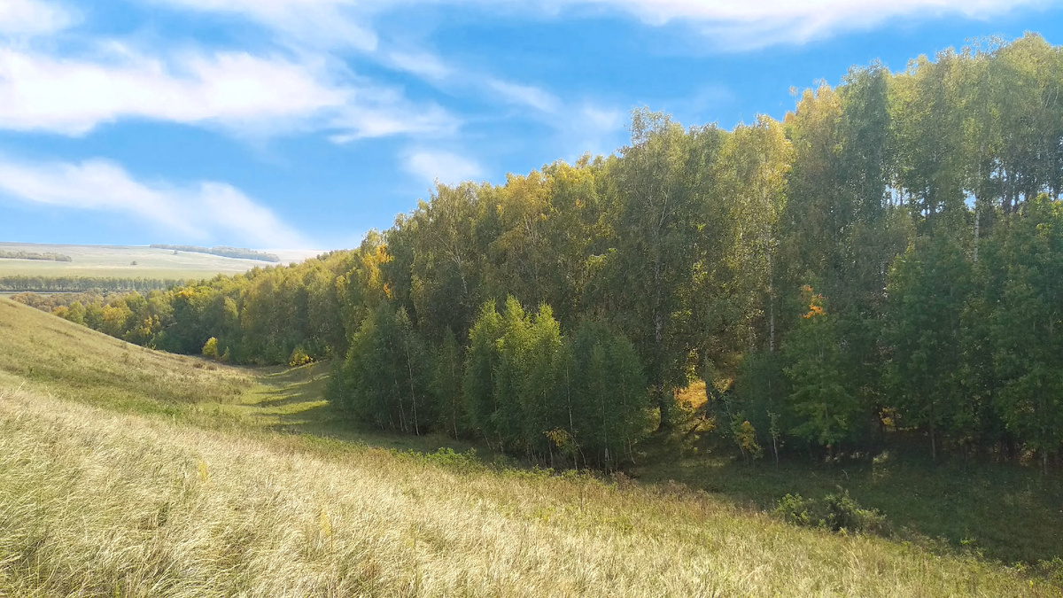 Перелески в Оренбургской области