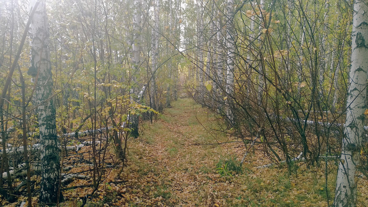 Старая просека. 