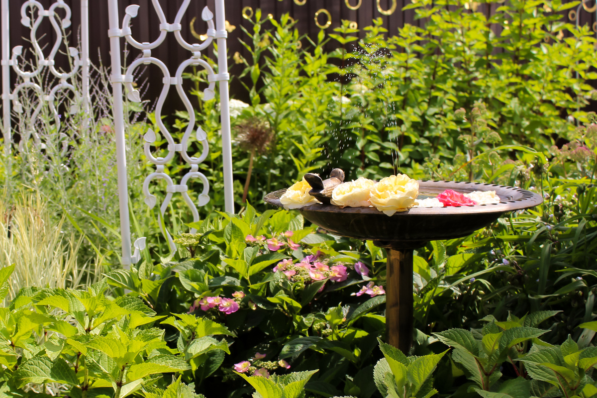 Сбитые ливнями цветы роз я часто помещала в садовый фонтанчик после чистки розариев.