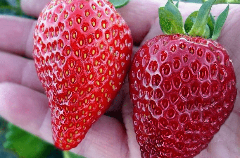 Посевной январь