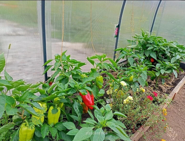 Урожай 2022 года