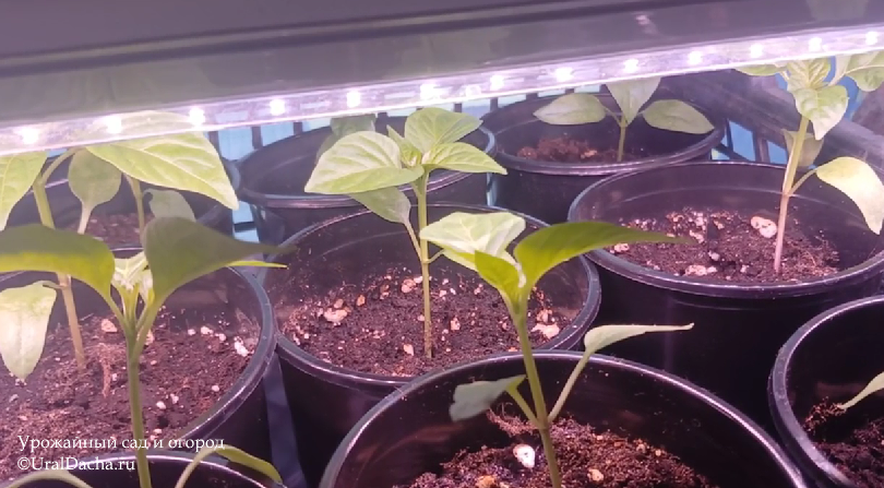 Это надо знать перед посевом перца