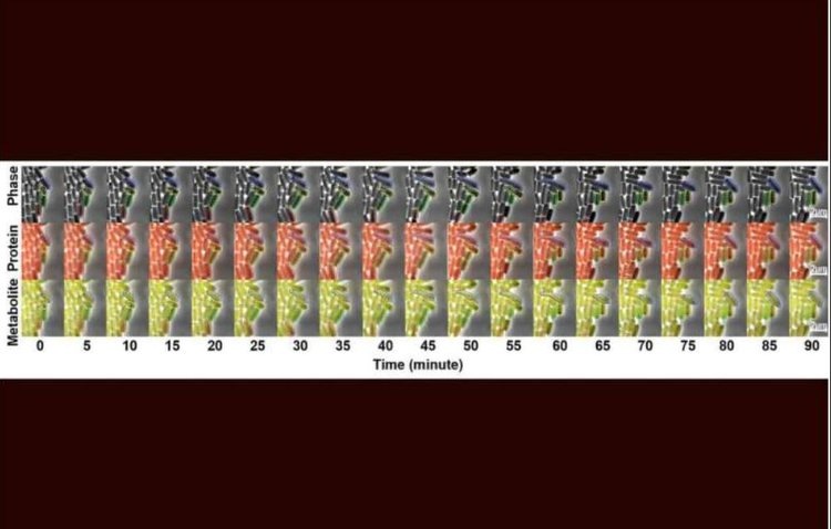    Фото: Alex Schmitz, Xinyue Mu