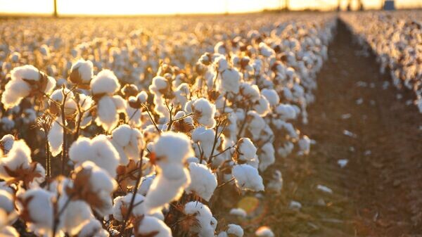    CC BY 2.0 / Kimberly Vardeman / Cotton Harvest