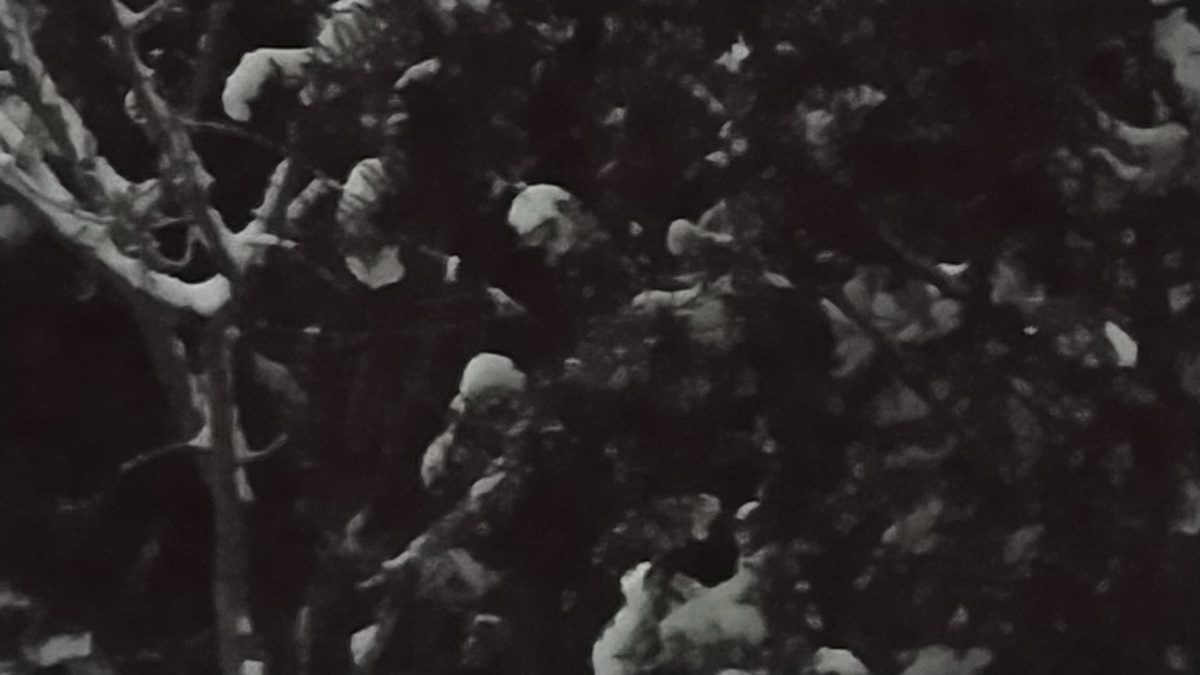 Деревья за окном