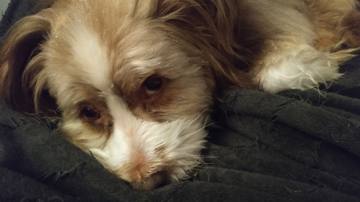 Кабак-кабачок)