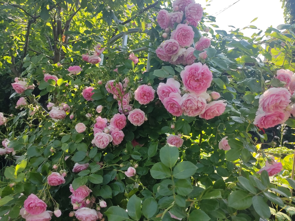 Плетистая роза Jasmina