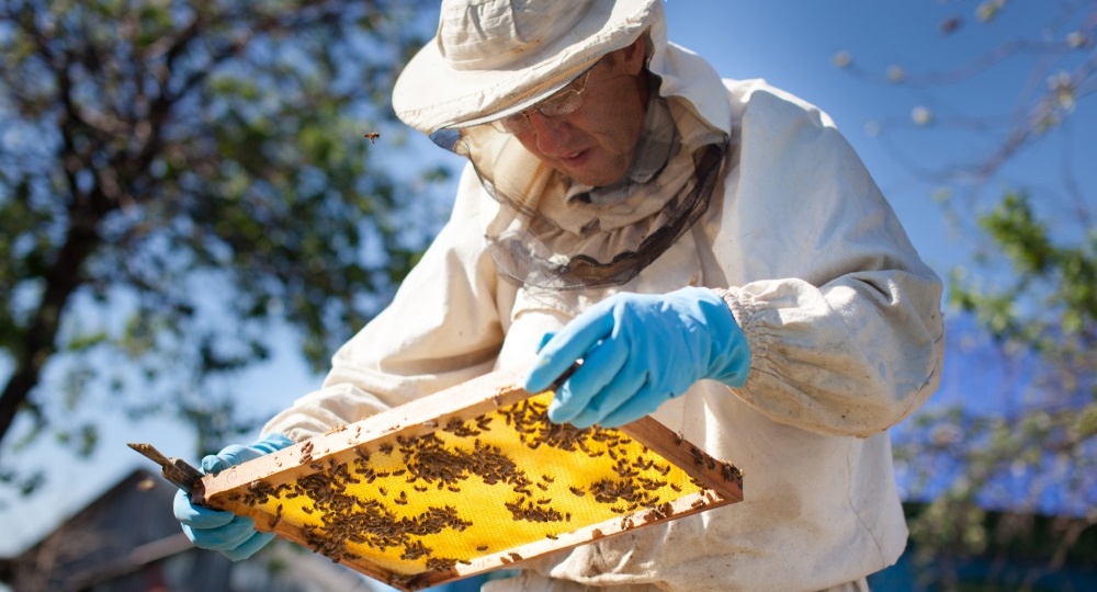 Кто такой пчеловод любитель
