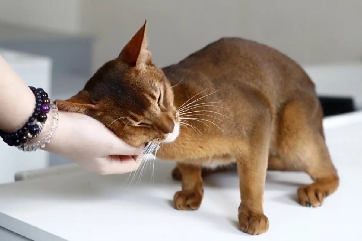    Абиссинский кот из России признан самым красивым котом в мире.