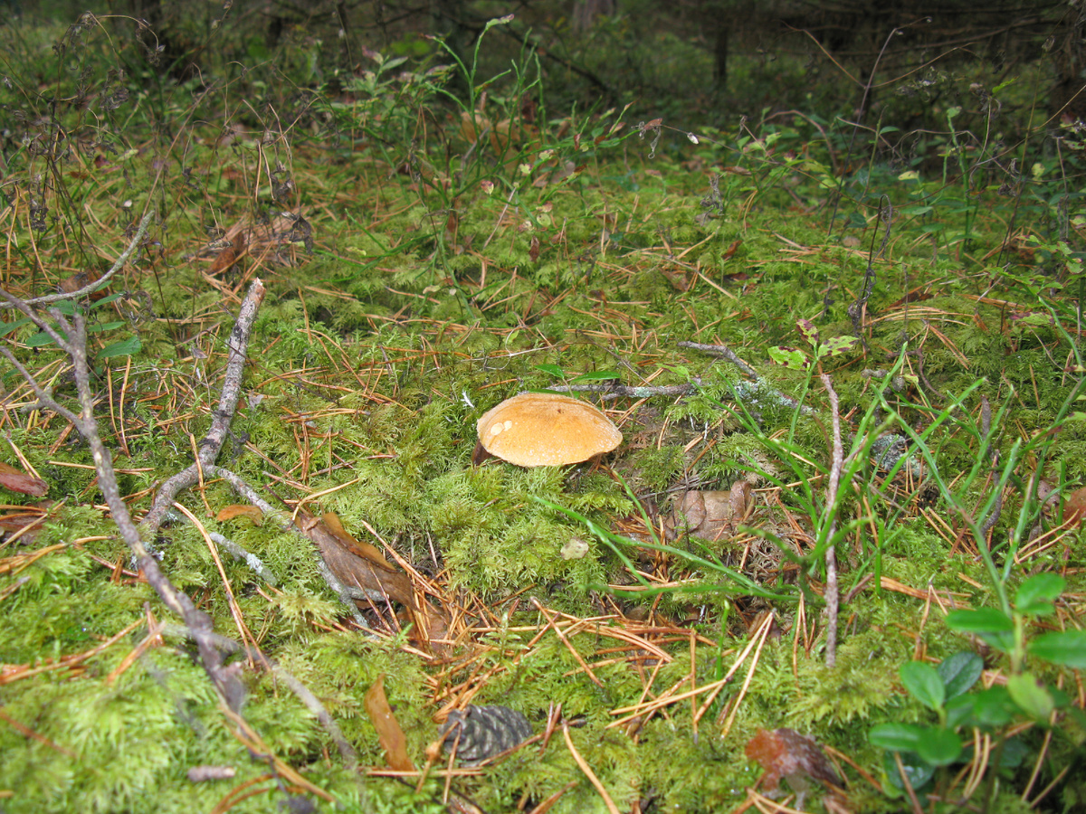 Похож на подосиновик