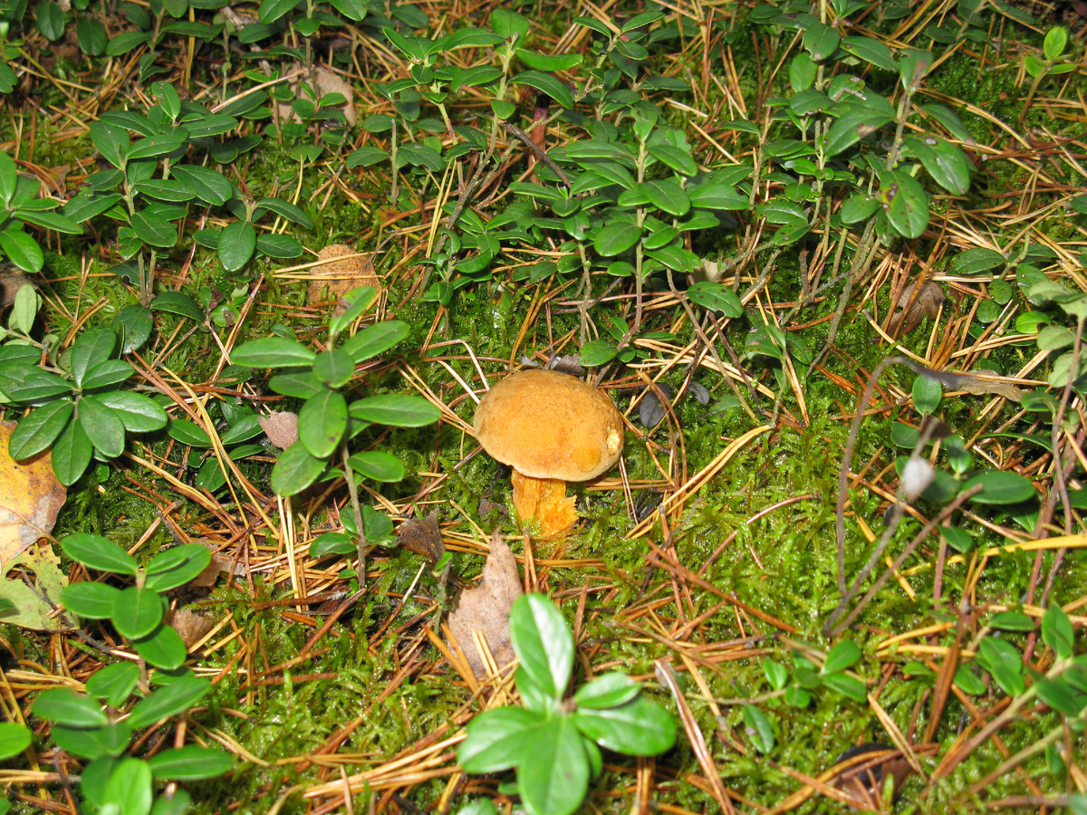 Оранжевый гриб. Масленок желто- бурый