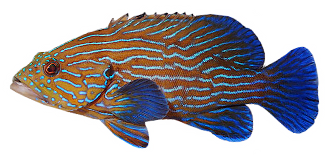 Cephalopholis formosa
