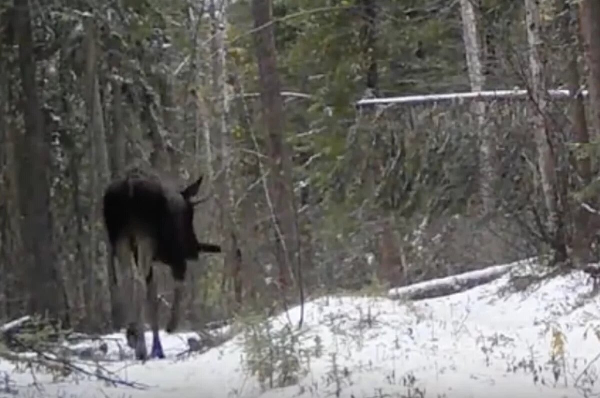    Фотоловушка сняла лося с уникальной «серьгой» в заповеднике «Тунгусский»