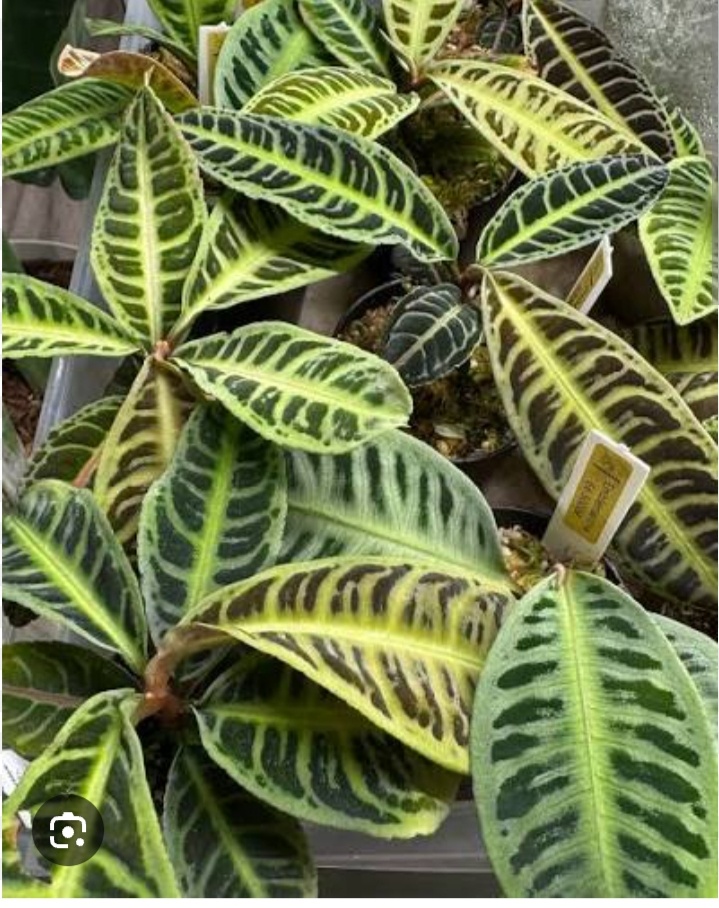 Ардизия , фото с интернета.