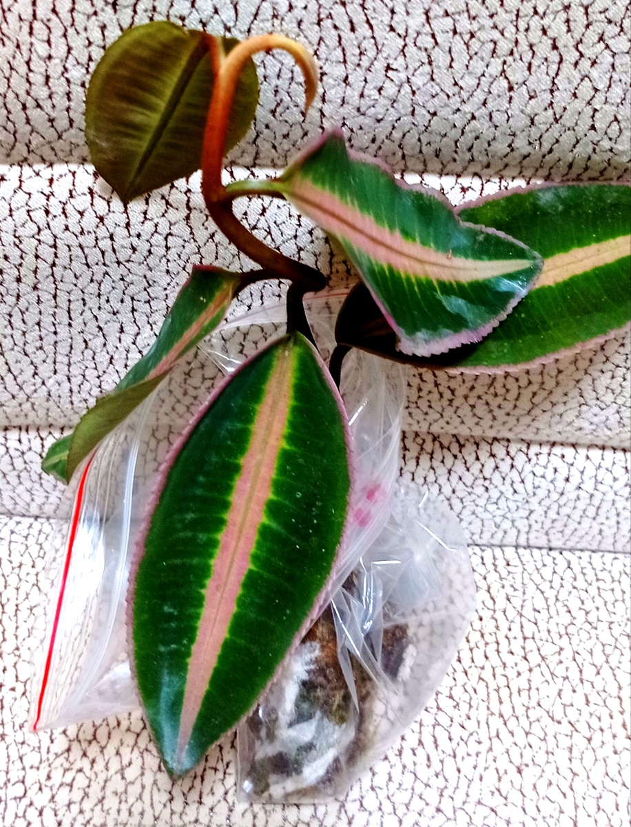 Ардизия Джаби Пинк.