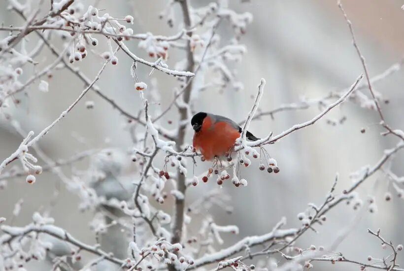     © РИА Новости. Алексей Мальгавко
