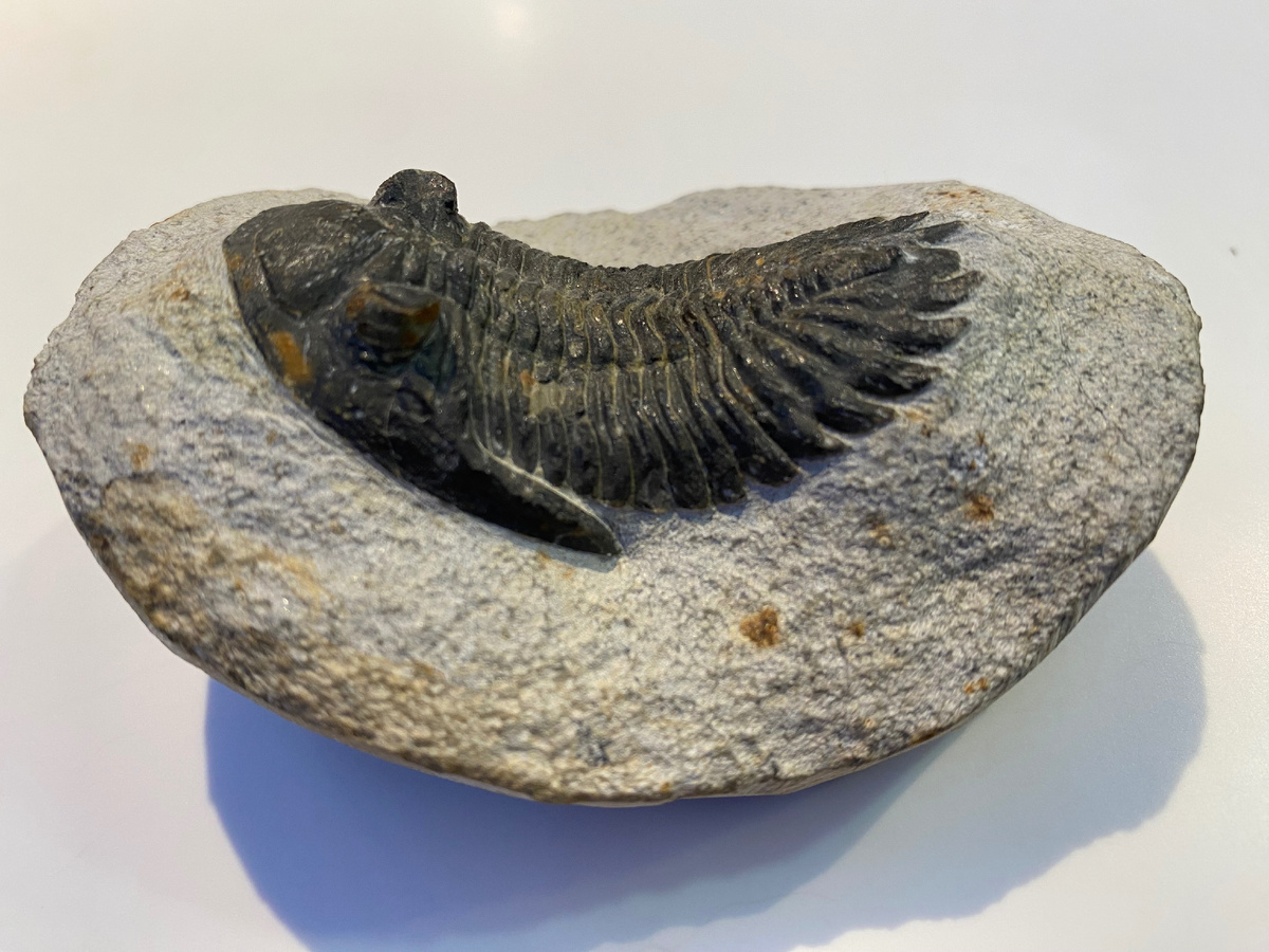 Трилобит (6 см), принадлежит к вымершему в конце пермского периода классу морских членистоногих животных. Место находки: Марокко, возраст - средний девон (380 млн лет назад). Коллекция Московского планетария.