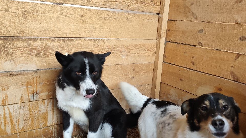 Держим за Лилу кулачки.