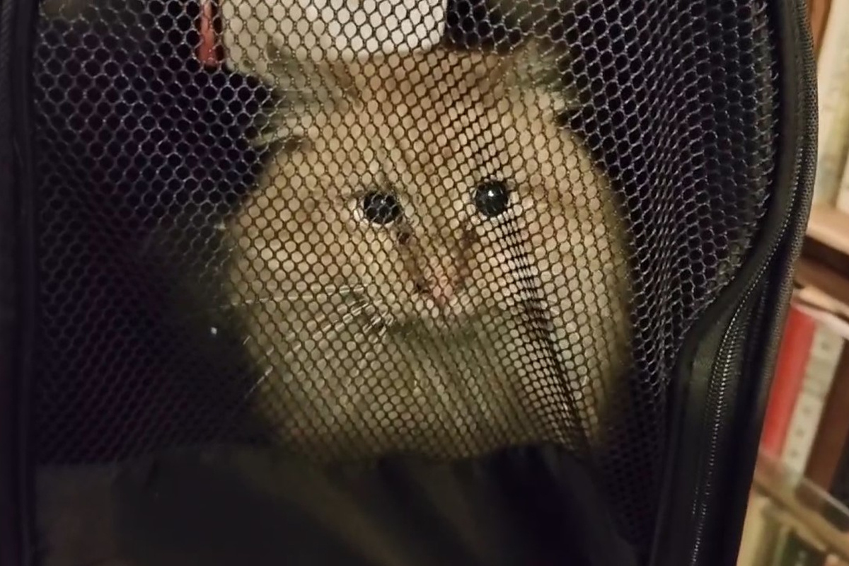    Фото: Кадр из видео Tg-канала "Кошкиспас", источник: t.me/koshkispas