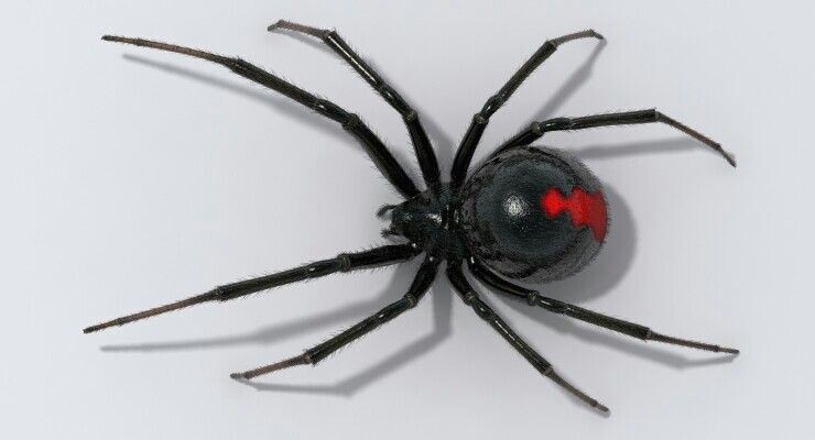 Каракурт принадлежит семейству Пауков-тенётников, роду Черных вдов. Это единственный паук в России, чей укус может нанести серьезный вред здоровью человека, а без срочной медицинской помощи часто приводит к смерти \ фото из Сети