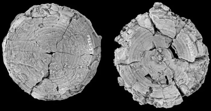    Гигантские позвонки акулы возрастом 115 миллионов лет
