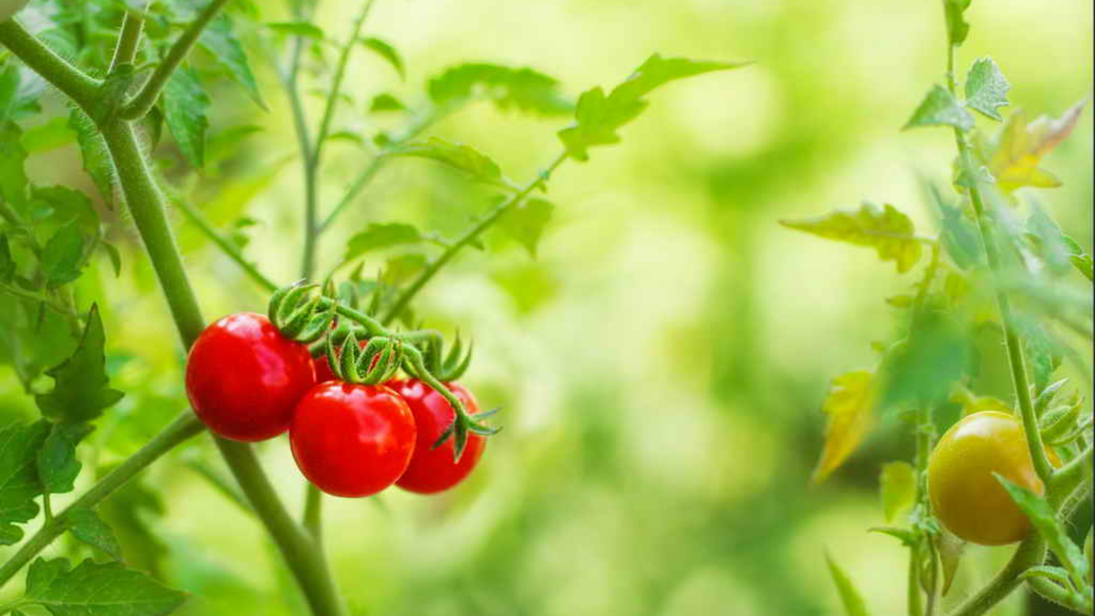 Долгие годы выращивания томатов научили меня отличать действительно надежные сорта от красивой упаковки