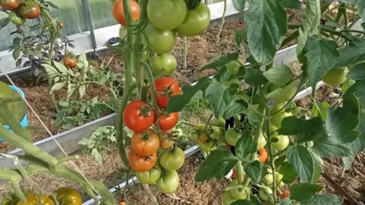 "Интуиция F1" - пример надежного сорта с стабильным урожаем