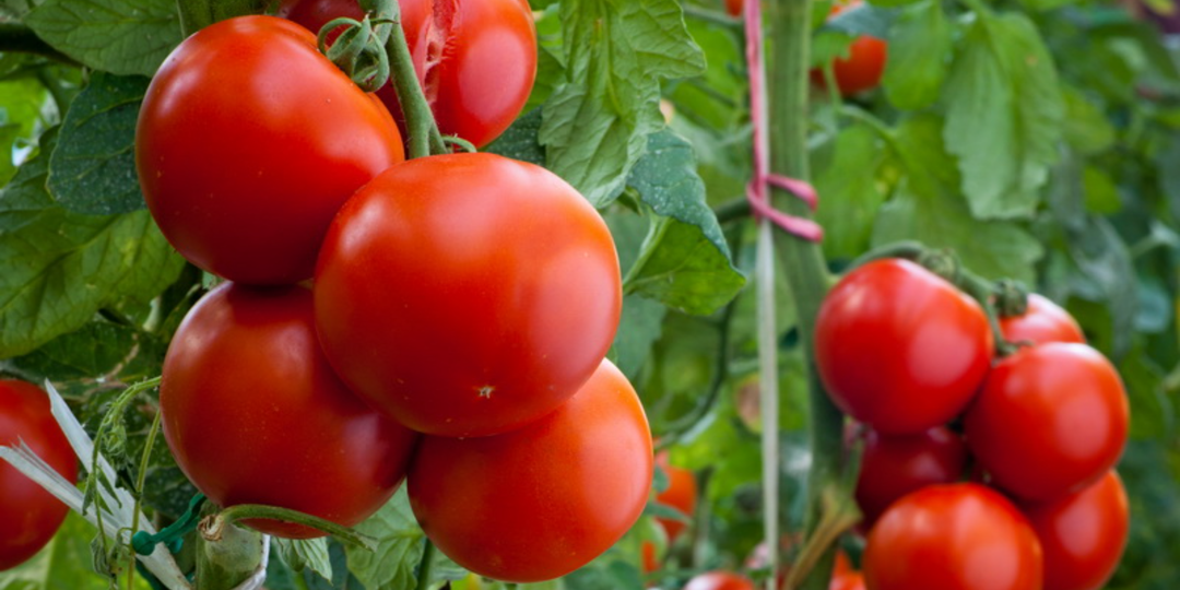 Забыл про капризные сорта томатов навсегда. 7 замен дают ведро с куста