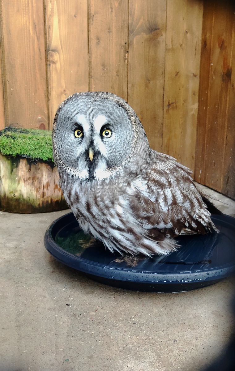 Бородатая неясыть мочит лапки. 