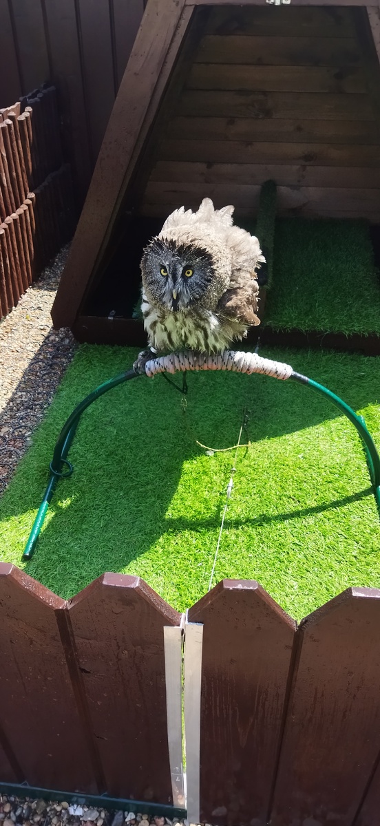 Бородатая неясыть после водных процедур