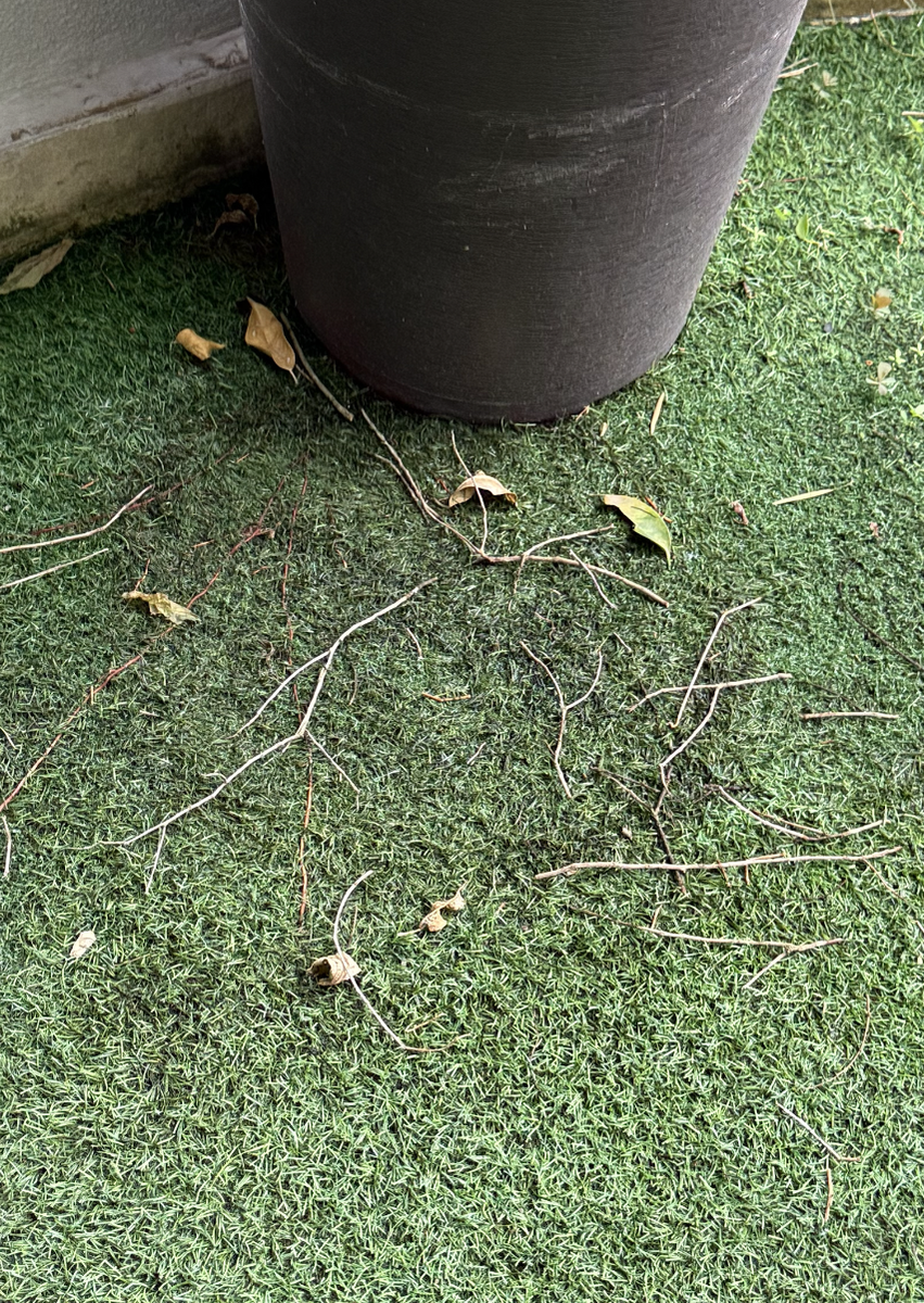 Самка или забраковала веточки, или просто случайно уронила