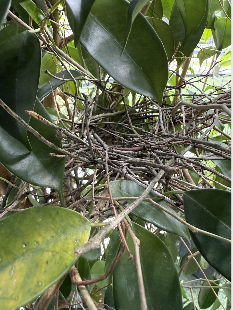 Гнездо почти готово