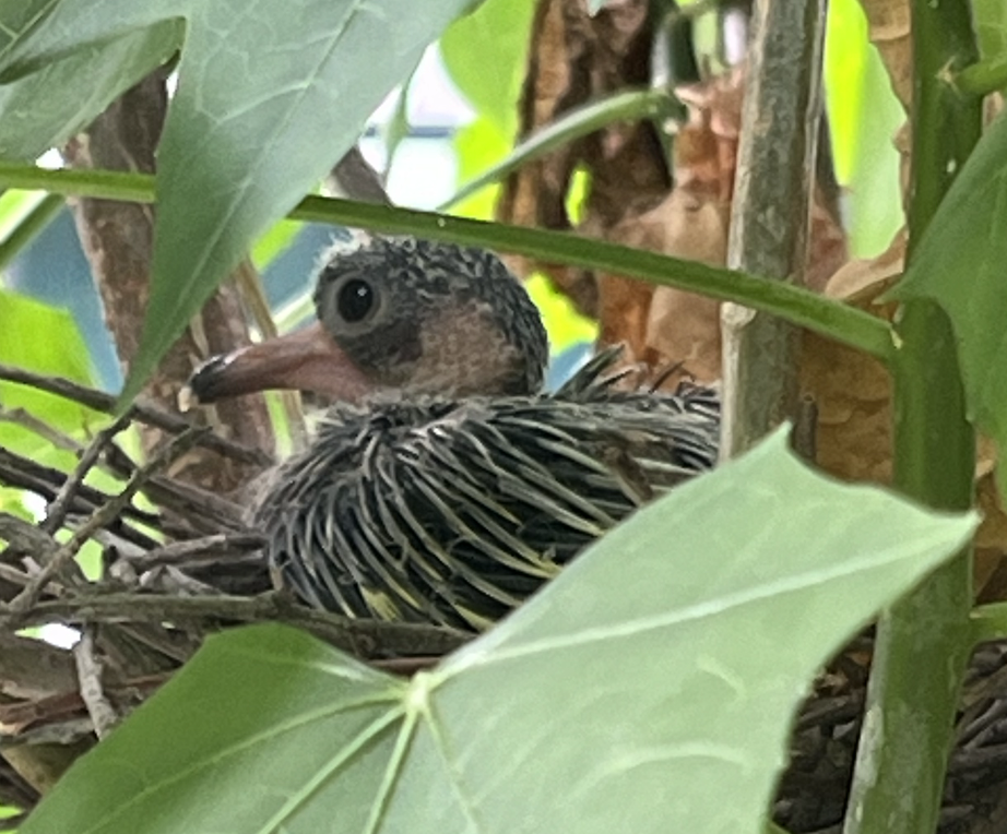 Малыш-птенец сидит в гнезде и ждет родителей