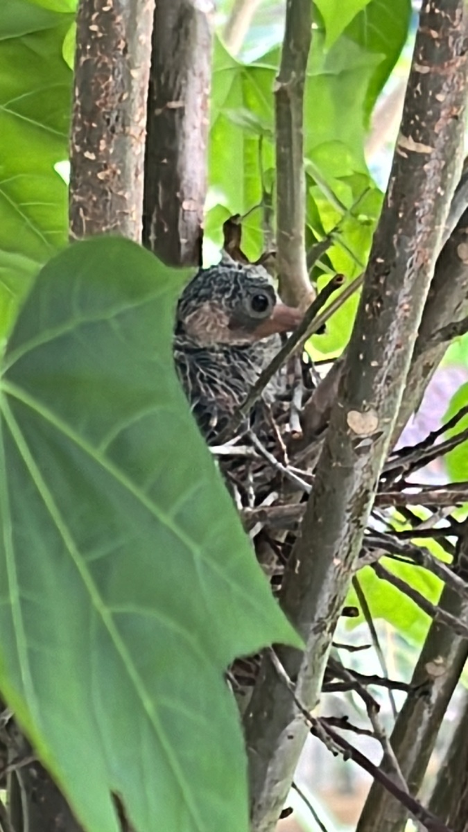 Один птенец в гнезде. Так тоже бывает, что из двух яиц вылупляется только одно - из-за проблем с оплодотворением.