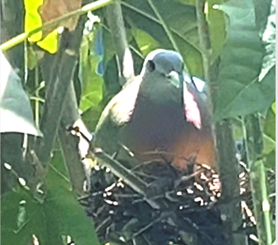 Самец сидит в гнезде - отлично видна его розовая шея. 